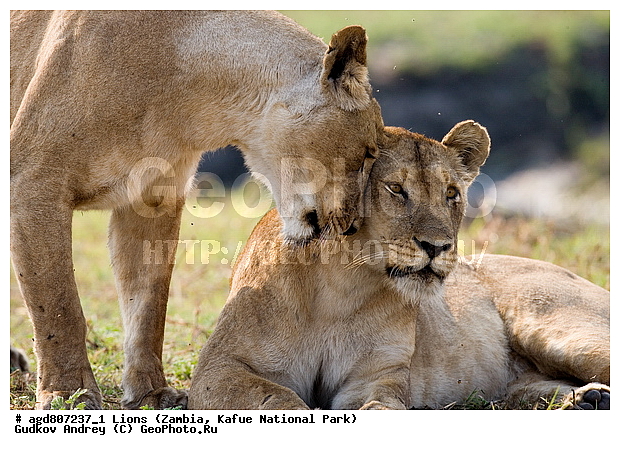 ", wildlife, ������, ������, ����, ������������, ������� �������, ������� �����, ���, ������, ����, ����� ��������, ����� �����, ����� ����, ���", ���� �� ��������, ������������ ����� ������, ������������ ���� "�����", ����, �����, ���������� ����� ����������������, �������, ������, ���������, ����������������, ����������, �������������, �����, �����, XYZ, �������, Felidae, ���, Panthera leo