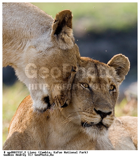 ", wildlife, ������, ������, ����, ������������, ������� �������, ������� �����, ���, ������, ����, ����� ��������, ����� �����, ����� ����, ���", ���� �� ��������, ������������ ����� ������, ������������ ���� "�����", ����, �����, ���������� ����� ����������������, �������, ������, ���������, ����������������, ����������, �������������, �����, �����, XYZ, �������, Felidae, ���, Panthera leo