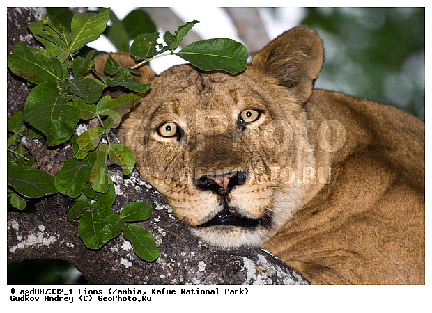 ", wildlife, ������, ������, ����, ������������, ������� �������, ������� �����, ���, ����� ��������, ����� �����, ����� ����, ���", ���� �� ��������, ������������ ����� ������, ������������ ���� "�����", �����, ���������� ����� ����������������, �������, ������, ����������������, ����������, �������������, �����, �����, XYZ, �������, Felidae, ���, Panthera leo