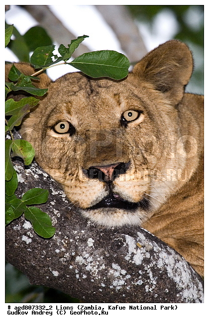 ", wildlife, ������, ������, ����, ������������, ������� �������, ������� �����, ���, ������, ����, �����, ����� ��������, ����� �����, ����� ����, ������, ���", ���� �� ��������, ������������ ����� ������, ������������ ���� "�����", �����, ���������� ����� ����������������, �������, ������, ��������, ����������������, ����������, �������������, �����, �����, XYZ, �������, Felidae, ���, Panthera leo