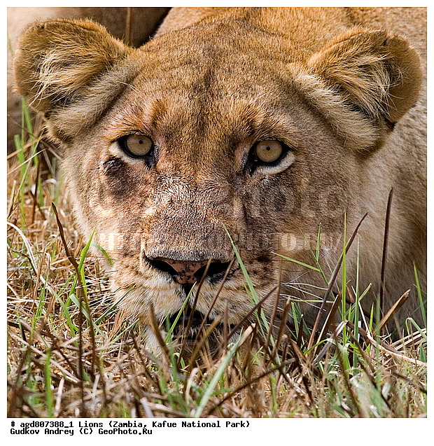 ", wildlife, ������, ������, ����, ������������, ������� �������, ������� �����, ���, ����� ��������, ����� �����, ����� ����, ���", ���� �� ��������, ������������ ����� ������, ������������ ���� "�����", �����, ���������� ����� ����������������, �������, ������, ����������������, ����������, �������������, �����, �����, XYZ, �������, Felidae, ���, Panthera leo