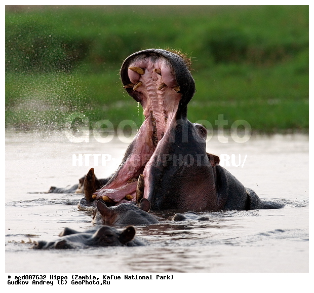 ", wildlife, ������, ������, ������������, �������, ��������, ���, ����� ��������, ������������ ����� ������, ������������ ���� "�����", ���������� ����� ����������������, �������, ������, ����������������, ����������. ", �������������, �����, �����, XYZ, �����������, Hippopotamidae, ������������ �������, ����������, Hippopotamus amphibius