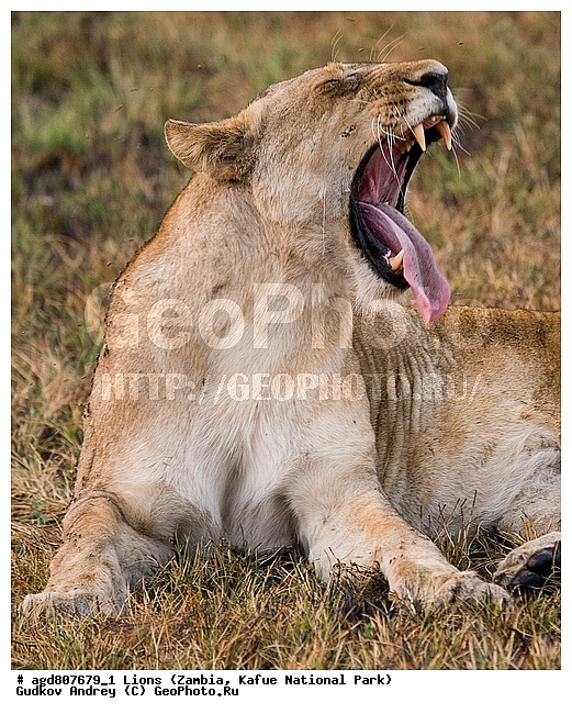 ", wildlife, ������, ������, ����, ������������, ������� �������, ������� �����, ���, ����� ��������, ����� �����, ����� ����, ���", ���� �� ��������, ������������ ����� ������, ������������ ���� "�����", �����, ���������� ����� ����������������, �������, ������, ����������������, ����������, �������������, �����, �����, XYZ, �������, Felidae, ���, Panthera leo