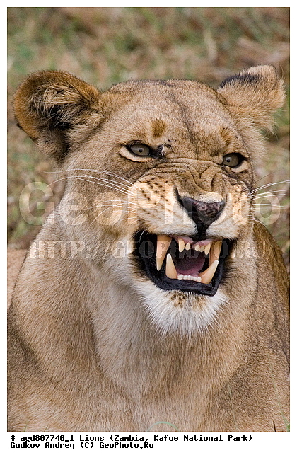 ", wildlife, ������, ������, ����, ������������, ������� �������, ������� �����, ���, ����� ��������, ����� �����, ����� ����, ���", ���� �� ��������, ������������ ����� ������, ������������ ���� "�����", �����, ���������� ����� ����������������, �������, ������, ����������������, ����������, �������������, �����, �����, XYZ, �������, Felidae, ���, Panthera leo