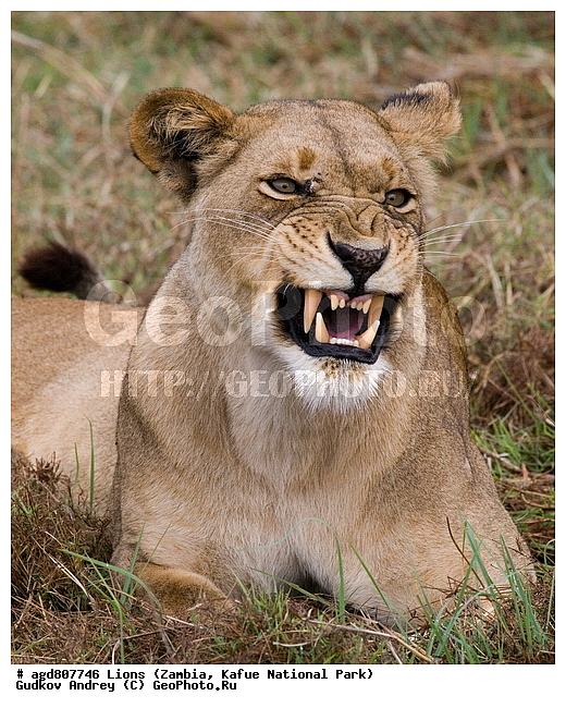 ", wildlife, ������, ������, ����, ������������, ������� �������, ������� �����, ���, ����� ��������, ����� �����, ����� ����, ���", ���� �� ��������, ������������ ����� ������, ������������ ���� "�����", �����, ���������� ����� ����������������, �������, ������, ����������������, ����������, �������������, �����, �����, XYZ, �������, Felidae, ���, Panthera leo