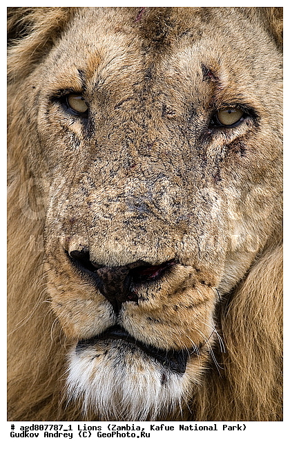 ", wildlife, ������, ������, ����, ������������, ������� �������, ������� �����, ���, ����� ��������, ����� �����, ����� ����, ���", ���� �� ��������, ������������ ����� ������, ������������ ���� "�����", �����, ���������� ����� ����������������, �������, ������, ����������������, ����������, �������������, �����, �����, XYZ, �������, Felidae, ���, Panthera leo