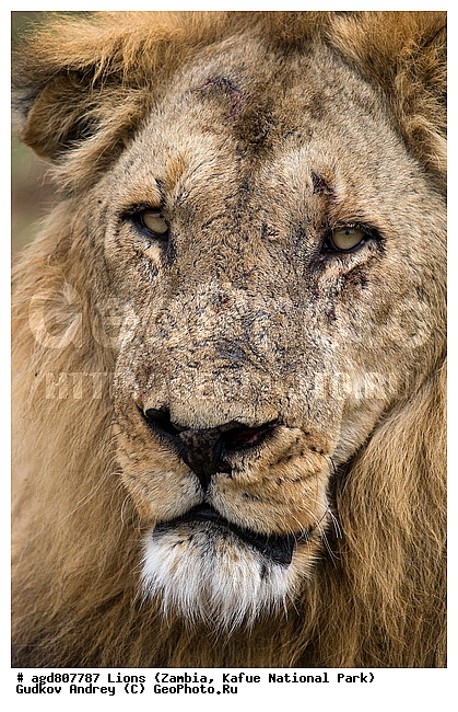 ", wildlife, ������, ������, ����, ������������, ������� �������, ������� �����, ���, ����� ��������, ����� �����, ����� ����, ���", ���� �� ��������, ������������ ����� ������, ������������ ���� "�����", �����, ���������� ����� ����������������, �������, ������, ����������������, ����������, �������������, �����, �����, XYZ, �������, Felidae, ���, Panthera leo