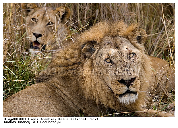 ", wildlife, ������, ������, ����, ������������, ������� �������, ������� �����, ���, ������, ����, ����� ��������, ����� �����, ����� ����, ���", ���� �� ��������, ������������ ����� ������, ������������ ���� "�����", ����, �����, ���������� ����� ����������������, �������, ������, ���������, ����������������, ����������, �������������, �����, �����, XYZ, �������, Felidae, ���, Panthera leo