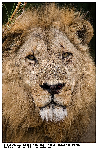 ", wildlife, ������, ������, ����, ������������, ������� �������, ������� �����, ���, ����� ��������, ����� �����, ����� ����, ���", ���� �� ��������, ������������ ����� ������, ������������ ���� "�����", �����, ���������� ����� ����������������, �������, ������, ����������������, ����������, �������������, �����, �����, XYZ, �������, Felidae, ���, Panthera leo