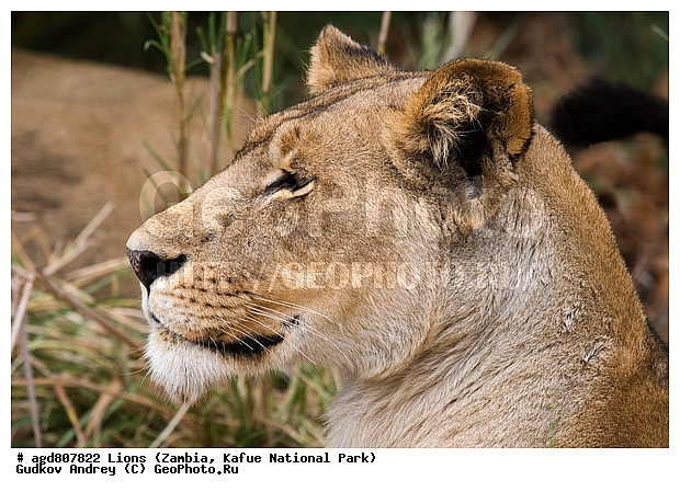 ", wildlife, ������, ������, ����, ������������, ������� �������, ������� �����, ���, ����� ��������, ����� �����, ����� ����, ���", ���� �� ��������, ������������ ����� ������, ������������ ���� "�����", �����, ���������� ����� ����������������, �������, ������, ����������������, ����������, �������������, �����, �����, XYZ, �������, Felidae, ���, Panthera leo