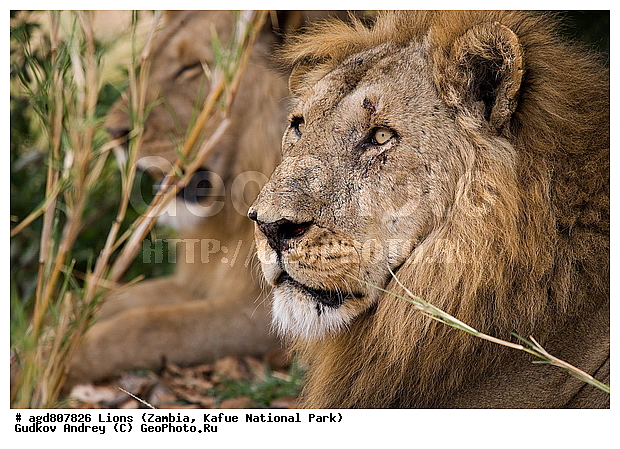 ", wildlife, ������, ������, ����, ������������, ������� �������, ������� �����, ���, ����� ��������, ����� �����, ����� ����, ���", ���� �� ��������, ������������ ����� ������, ������������ ���� "�����", �����, ���������� ����� ����������������, �������, ������, ����������������, ����������, �������������, �����, �����, XYZ, �������, Felidae, ���, Panthera leo