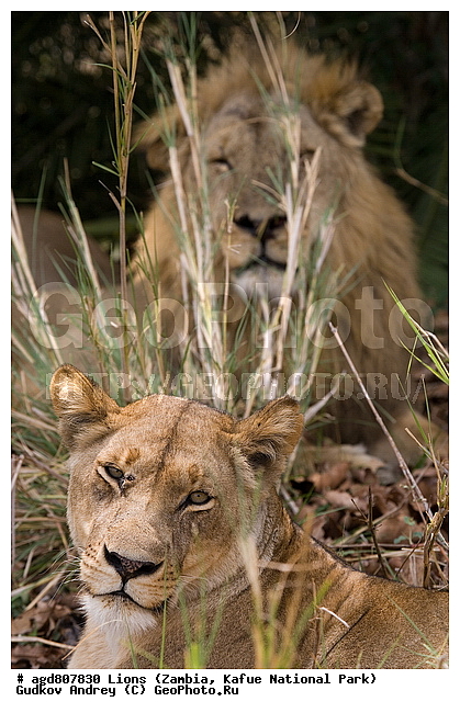 ������, ����, ���, ����, ���������, �������������, �����, �����, XYZ, �������, Felidae, ���, Panthera leo