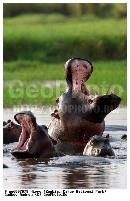 �������������, �����, �����, XYZ, �����������, Hippopotamidae, ������������ �������, ����������, Hippopotamus amphibius