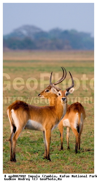 "��������, Aepyceros melampus, wildlife, ������, ������, ������� ������, �����, ������������, ��������, ������� ���� ��������, ���, ������, ������ �����, ����, ����� ��������, ������������ ����� ������, ������������ ����, ������������ ���� "�����", ����, ����, ���������� ����� ����������������, �������, ������, ���������, ����������������, ����������, ����������. "