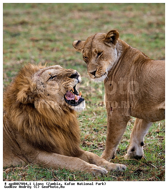 ������, ����, ���, ����, ���������, �������������, �����, �����, XYZ, �������, Felidae, ���, Panthera leo