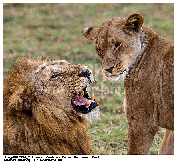 ���, �������������, �����, �����, XYZ, �������, Felidae, ���, Panthera leo