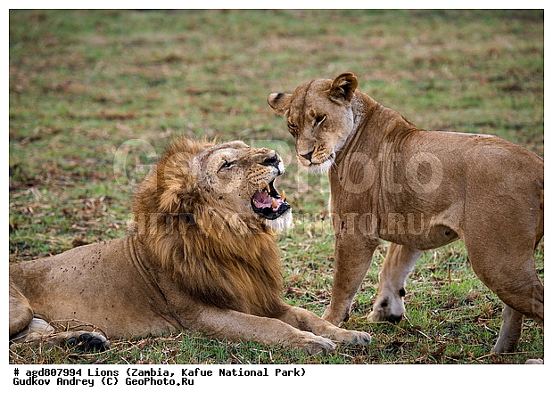 ������, ����, ���, ����, ���������, �������������, �����, �����, XYZ, �������, Felidae, ���, Panthera leo