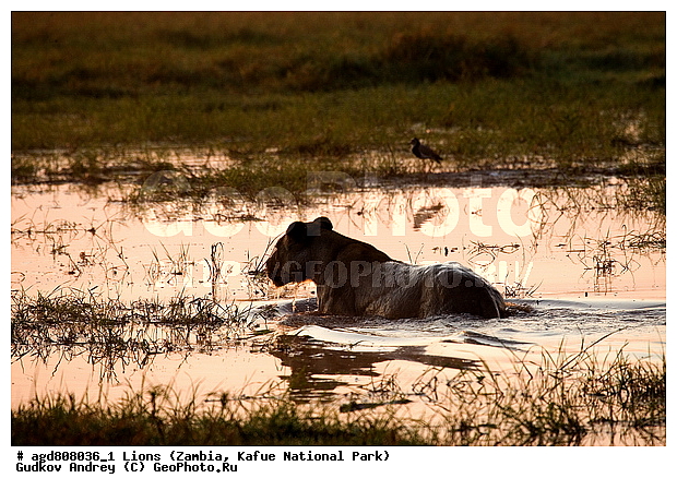 ���, �������������, �����, �����, XYZ, �������, Felidae, ���, Panthera leo