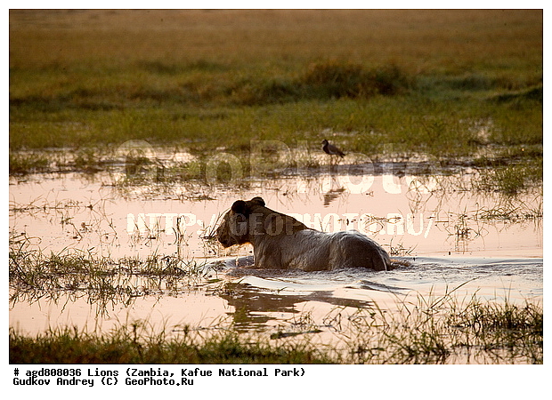 ", wildlife, ������, ������, ����, ������������, ������� �������, ������� �����, ���, ����� ��������, ����� �����, ����� ����, ���", ���� �� ��������, ������������ ����� ������, ������������ ���� "�����", �����, ���������� ����� ����������������, �������, ������, ����������������, ����������, �������������, �����, �����, XYZ, �������, Felidae, ���, Panthera leo