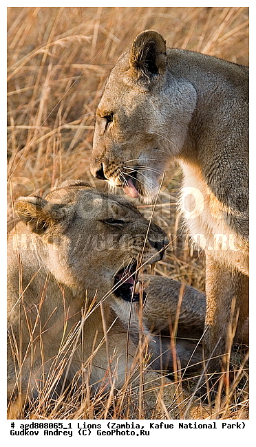 ������, ����, ���, ����, ���������, �������������, �����, �����, XYZ, �������, Felidae, ���, Panthera leo