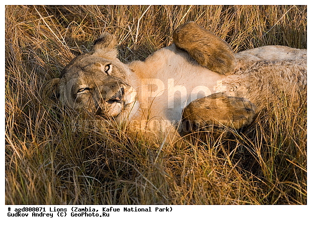 ", wildlife, ������, ������, ����, ������������, ������� �������, ������� �����, ���, ����� ��������, ����� �����, ����� ����, ���", ���� �� ��������, ������������ ����� ������, ������������ ���� "�����", �����, ���������� ����� ����������������, �������, ������, ����������������, ����������, �������������, �����, �����, XYZ, �������, Felidae, ���, Panthera leo