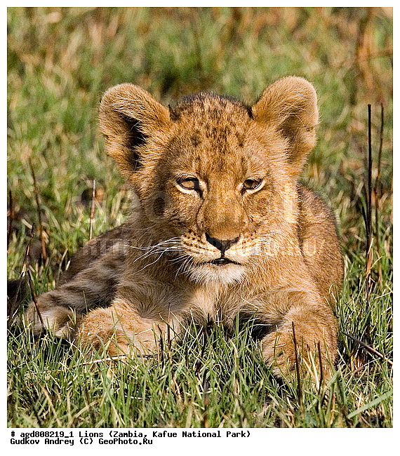 ���, �������������, �����, �����, XYZ, �������, Felidae, ���, Panthera leo