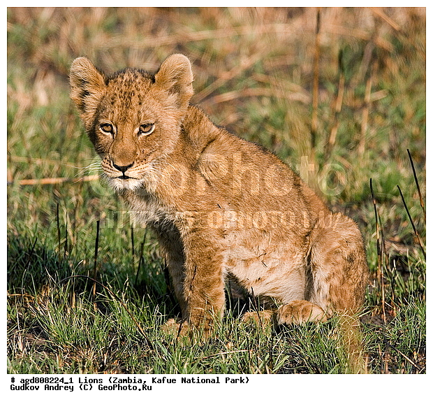 ���, �������������, �����, �����, XYZ, �������, Felidae, ���, Panthera leo