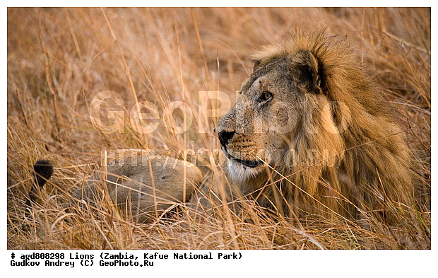 ", wildlife, ������, ������, ����, ������������, ������� �������, ������� �����, ���, ����� ��������, ����� �����, ����� ����, ���", ���� �� ��������, ������������ ����� ������, ������������ ���� "�����", �����, ���������� ����� ����������������, �������, ������, ����������������, ����������, �������������, �����, �����, XYZ, �������, Felidae, ���, Panthera leo