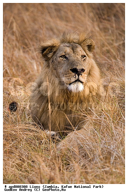 ", wildlife, ������, ������, ����, ������������, ������� �������, ������� �����, ���, ����� ��������, ����� �����, ����� ����, ���", ���� �� ��������, ������������ ����� ������, ������������ ���� "�����", �����, ���������� ����� ����������������, �������, ������, ����������������, ����������, �������������, �����, �����, XYZ, �������, Felidae, ���, Panthera leo