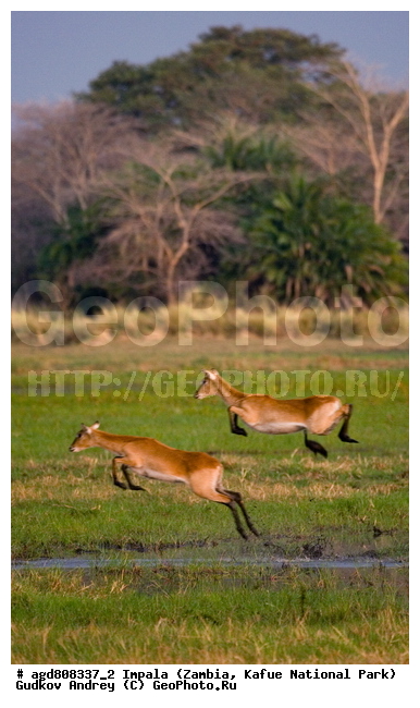 "��������, Aepyceros melampus, wildlife, ������, ������, ������� ������, �����, ������������, ��������, ������� ���� ��������, ���, ������ �����, ����� ��������, ������������ ����� ������, ������������ ����, ������������ ���� "�����", ����, ���������� ����� ����������������, �������, ������, ����������������, ����������, ����������. "
