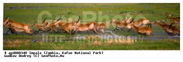 "��������, Aepyceros melampus, wildlife, ������, ������, ������� ������, �����, ������������, ��������, ������� ���� ��������, ���, ������ �����, ����� ��������, ������������ ����� ������, ������������ ����, ������������ ���� "�����", ����, ���������� ����� ����������������, �������, ������, ����������������, ����������, ����������. "