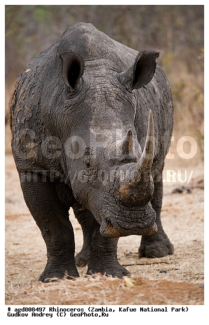 "������, Ceratotherium simum, wildlife, ������, ����� �������, ������, �����, �������, �������, ���������, ������, ������������, ����� �������, ���, �������, ����� ��������, ������������ ����� ������, ������������ ����, ������������ ���� "�����", �������, ���������� ����� ����������������, �������, ������, ����������������, ����������. ", ��������, ��������, �������������, �������������, �����, �����, XYZ, �����������, Rhinocerotidae, ����� �������, Ceratotherium simum
