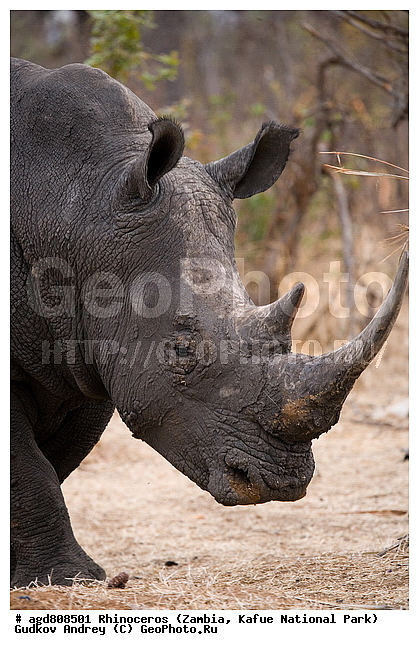 "������, Ceratotherium simum, wildlife, ������, ����� �������, ������, �����, �������, �������, ���������, ������, ������������, ����� �������, ���, �������, ����� ��������, ������������ ����� ������, ������������ ����, ������������ ���� "�����", �������, ���������� ����� ����������������, �������, ������, ����������������, ����������. ", ��������, ��������, �������������, �������������, �����, �����, XYZ, �����������, Rhinocerotidae, ����� �������, Ceratotherium simum