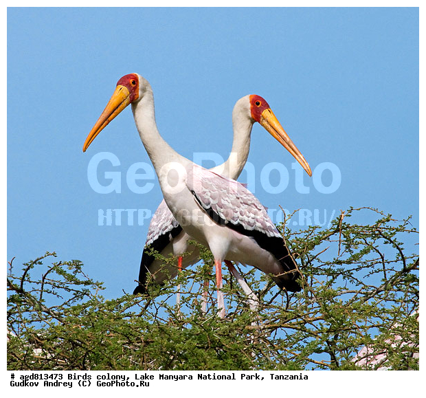 ������� ����, ��������, ������������ ���� ����� �������, �����, �����, �����, XYZ, ��������, Ciconiidae, ����������� ������, ����������� ������, Mycteria ibis