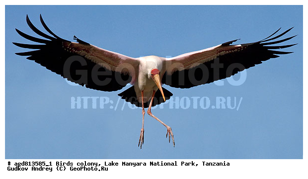 ������� ����, ��������, ������������ ���� ����� �������, �����, �����, �����, XYZ, ��������, Ciconiidae, ����������� ������, ����������� ������, Mycteria ibis