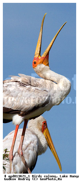 ������� ����, ��������, ������������ ���� ����� �������, �����, �����, �����, XYZ, ��������, Ciconiidae, ����������� ������, ����������� ������, Mycteria ibis