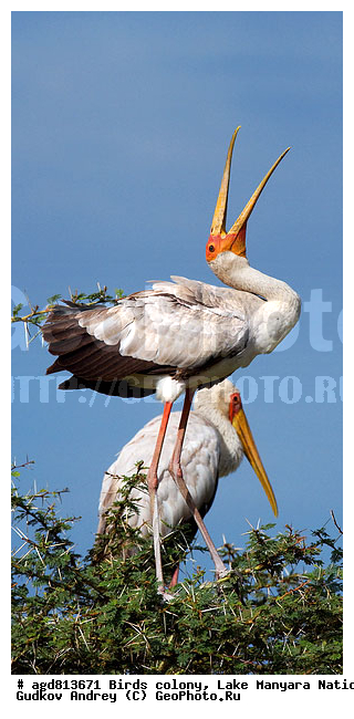 ������� ����, ��������, ������������ ���� ����� �������, �����, �����, �����, XYZ, ��������, Ciconiidae, ����������� ������, ����������� ������, Mycteria ibis