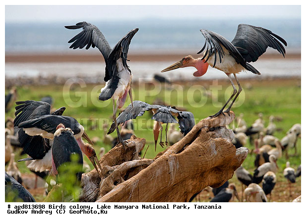 ������� ����, ��������, ������������ ���� ����� �������, �����, �����, �����, XYZ, ��������, Ciconiidae, ����������� ������, Leptoptilos crumeniferus