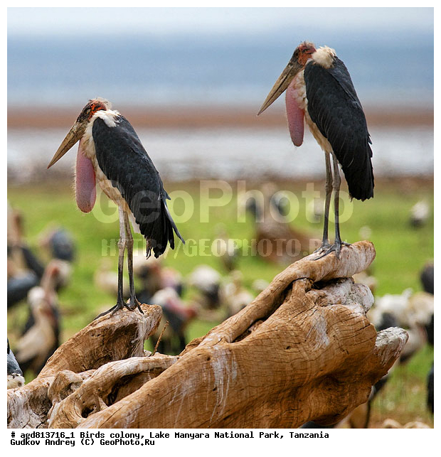 ������� ����, ��������, ������������ ���� ����� �������, �����, �����, �����, XYZ, ��������, Ciconiidae, ����������� ������, Leptoptilos crumeniferus