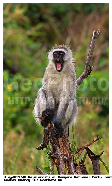 ��������, ����������� ���� ������������� ����� �������, ����������� ����