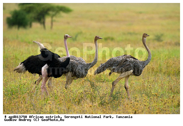 ����������� ������, ��������, ������������ ���� ���������, ������, �����, �����, XYZ, ����������, Struthionidae, Struthio camelus, ����������� ������