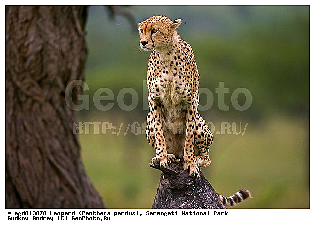 ������, ������������ ���� ���������, �������������, �����, �����, XYZ, �������, Felidae, ������, Acinonyx jubatus