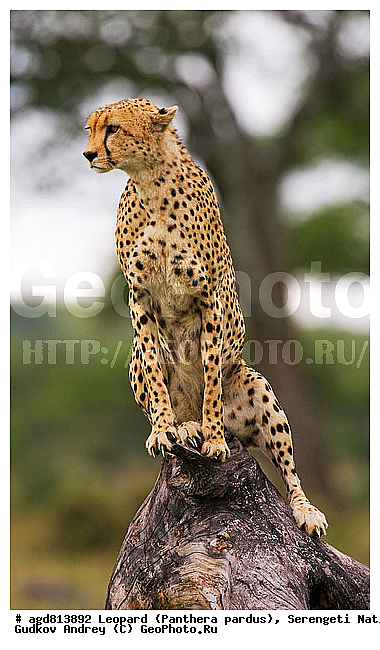 ������, ������������ ���� ���������, �������������, �����, �����, XYZ, �������, Felidae, ������, Acinonyx jubatus