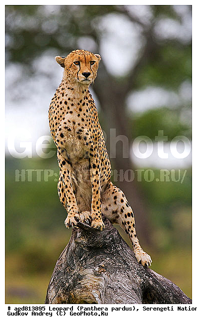 ������, ������������ ���� ���������, �������������, �����, �����, XYZ, �������, Felidae, ������, Acinonyx jubatus