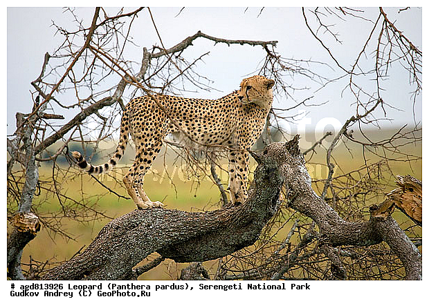 ������, ������������ ���� ���������, �������������, �����, �����, XYZ, �������, Felidae, ������, Acinonyx jubatus