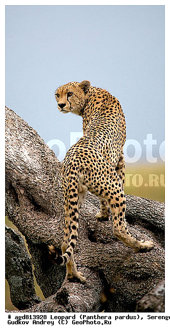 ������, ������������ ���� ���������, �������������, �����, �����, XYZ, �������, Felidae, ������, Acinonyx jubatus