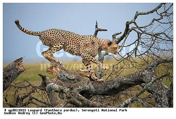 ������, ������������ ���� ���������, �������������, �����, �����, XYZ, �������, Felidae, ������, Acinonyx jubatus