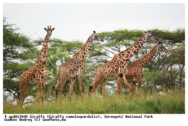 Giraffa cameleopardalis, ����������, �����, ������������ ����, �������������, �����, �����, XYZ, ���������, Giraffidae, Giraffa camelopardalis