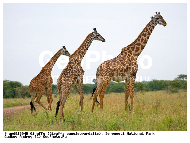 Giraffa cameleopardalis, ����������, �����, ������������ ����, �������������, �����, �����, XYZ, ���������, Giraffidae, Giraffa camelopardalis