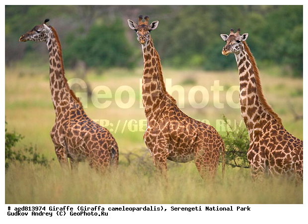 Giraffa cameleopardalis, ����������, �����, ������������ ����, �������������, �����, �����, XYZ, ���������, Giraffidae, Giraffa camelopardalis